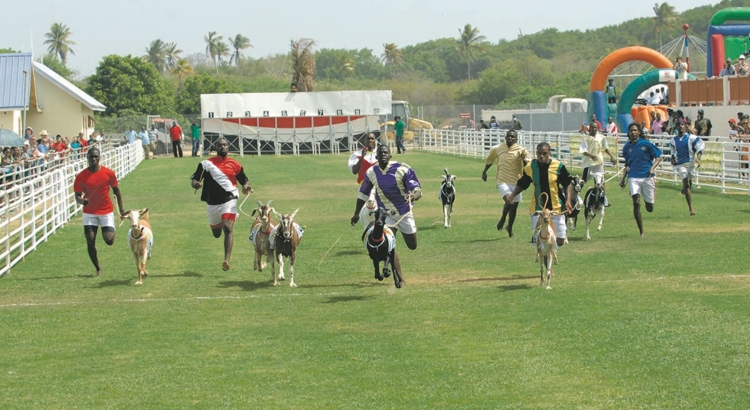 Buccoo Goat Race Festival Tobago Tourism Agency